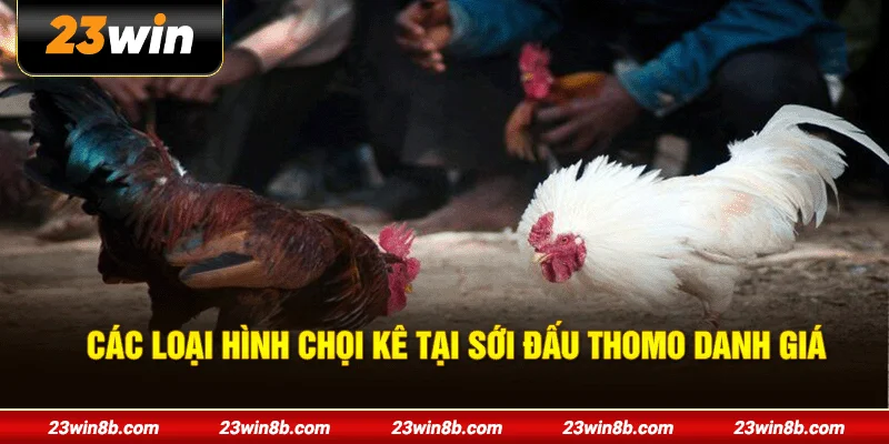 Các loại hình chọi kê tại sới đấu Thomo danh giá