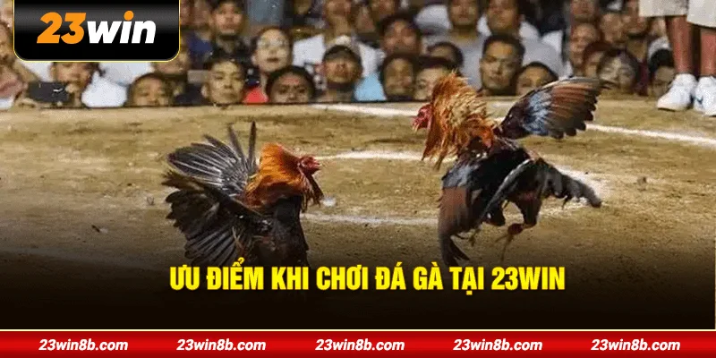 Ưu điểm khi chơi đá gà tại 23WIN